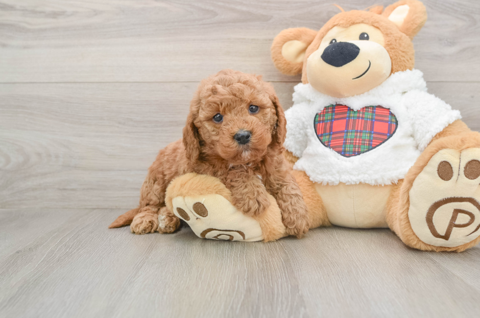 5 week old Mini Goldendoodle Puppy For Sale - Pilesgrove Pups