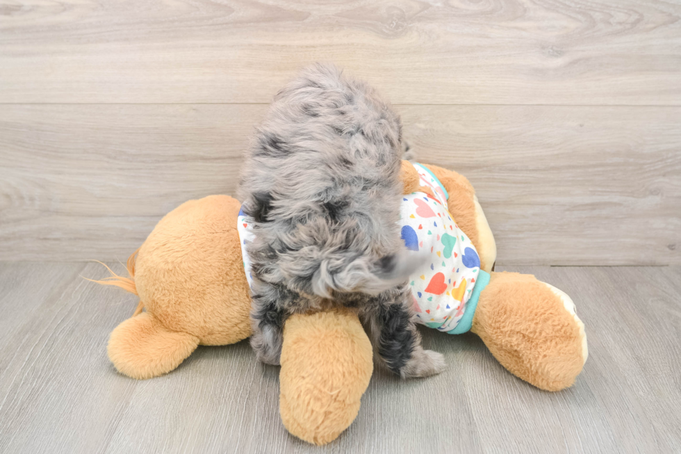 Mini Goldendoodle Puppy for Adoption