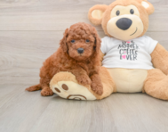 7 week old Mini Goldendoodle Puppy For Sale - Pilesgrove Pups