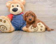 8 week old Mini Goldendoodle Puppy For Sale - Pilesgrove Pups