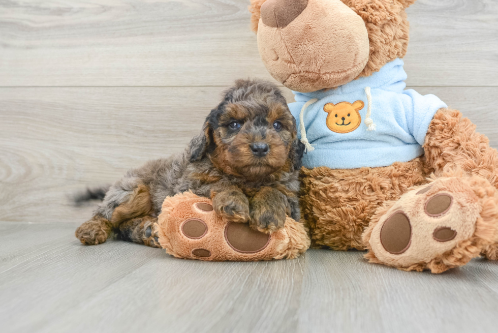 Mini Goldendoodle Puppy for Adoption