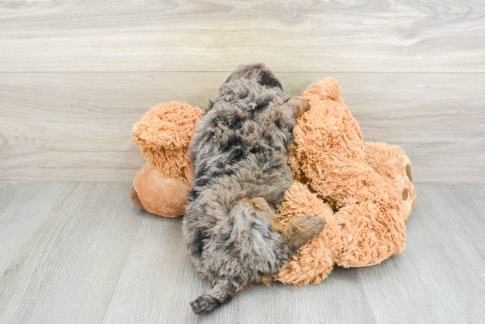 Fluffy Mini Goldendoodle Poodle Mix Pup