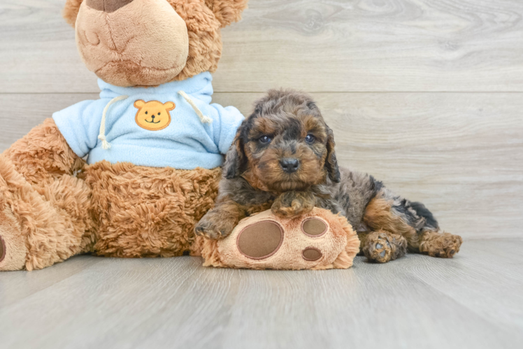 Petite Mini Goldendoodle Poodle Mix Pup