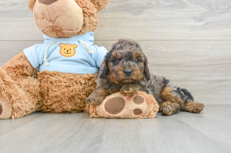 5 week old Mini Goldendoodle Puppy For Sale - Pilesgrove Pups