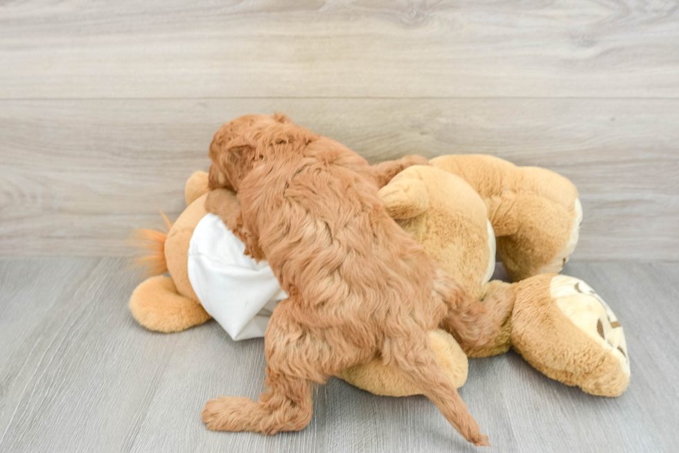 Mini Goldendoodle Pup Being Cute