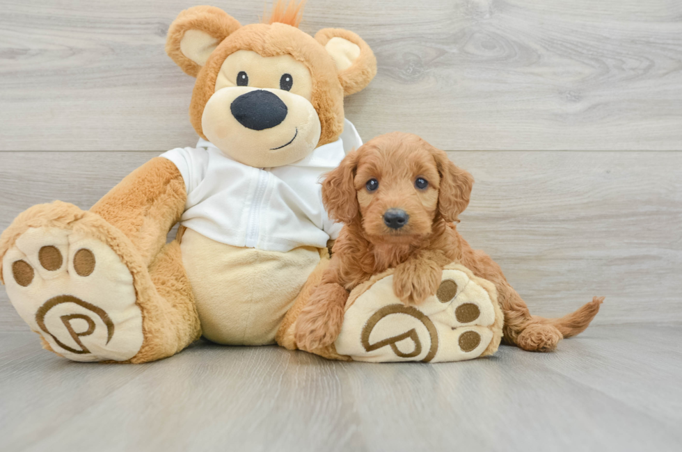 6 week old Mini Goldendoodle Puppy For Sale - Pilesgrove Pups