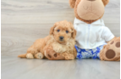 Friendly Mini Goldendoodle Baby