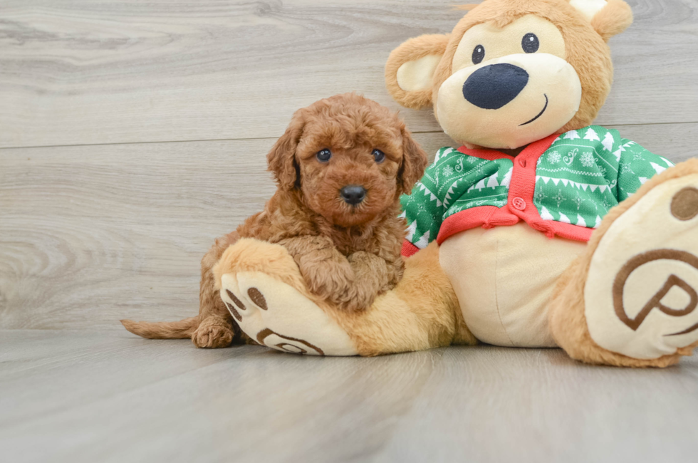 5 week old Mini Goldendoodle Puppy For Sale - Pilesgrove Pups