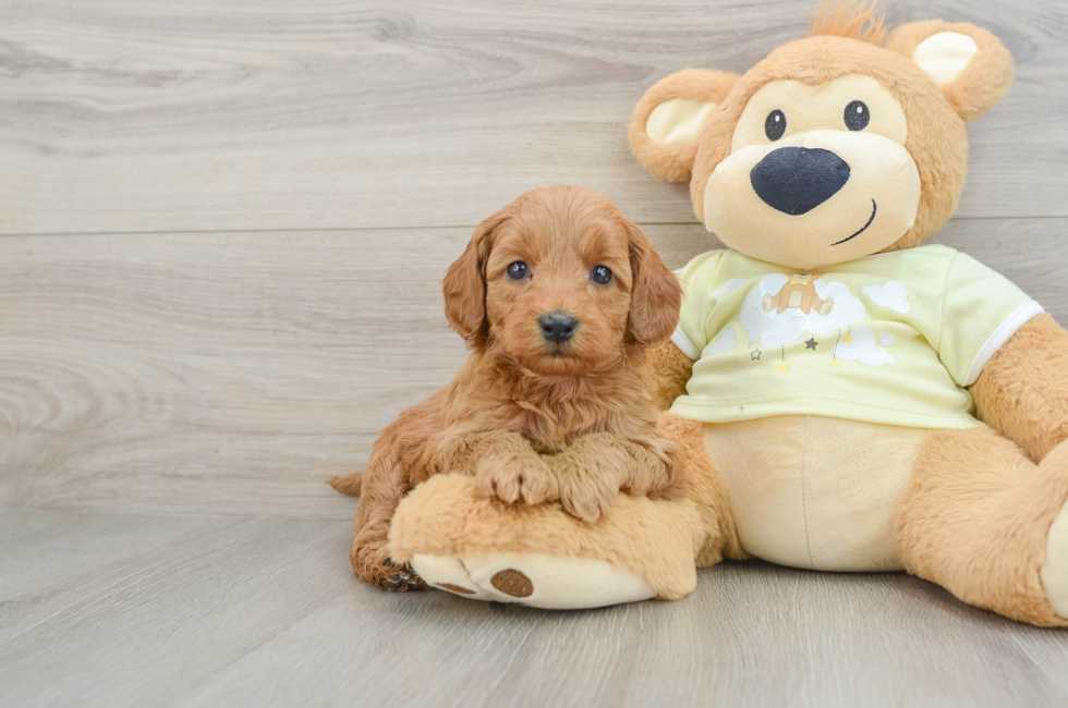 6 week old Mini Goldendoodle Puppy For Sale - Pilesgrove Pups