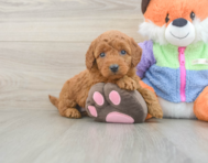 7 week old Mini Goldendoodle Puppy For Sale - Pilesgrove Pups