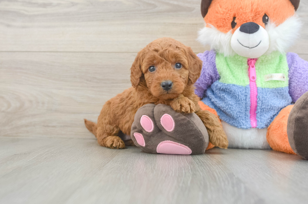 5 week old Mini Goldendoodle Puppy For Sale - Pilesgrove Pups