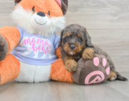 8 week old Mini Goldendoodle Puppy For Sale - Pilesgrove Pups