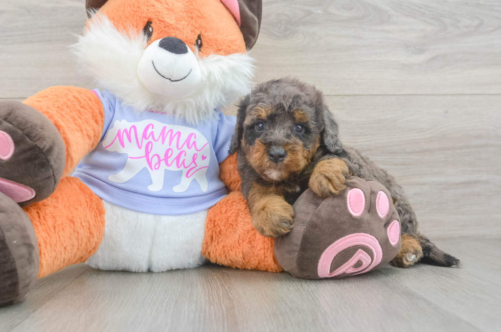 5 week old Mini Goldendoodle Puppy For Sale - Pilesgrove Pups