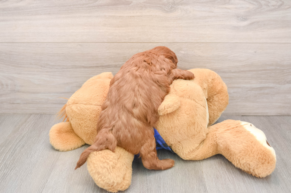 Happy Mini Goldendoodle Baby