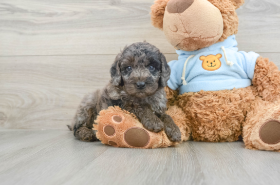 Friendly Mini Goldendoodle Baby