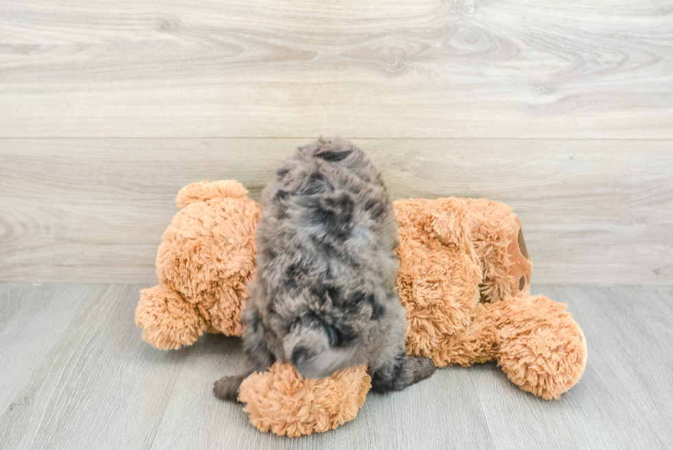 Petite Mini Goldendoodle Poodle Mix Pup