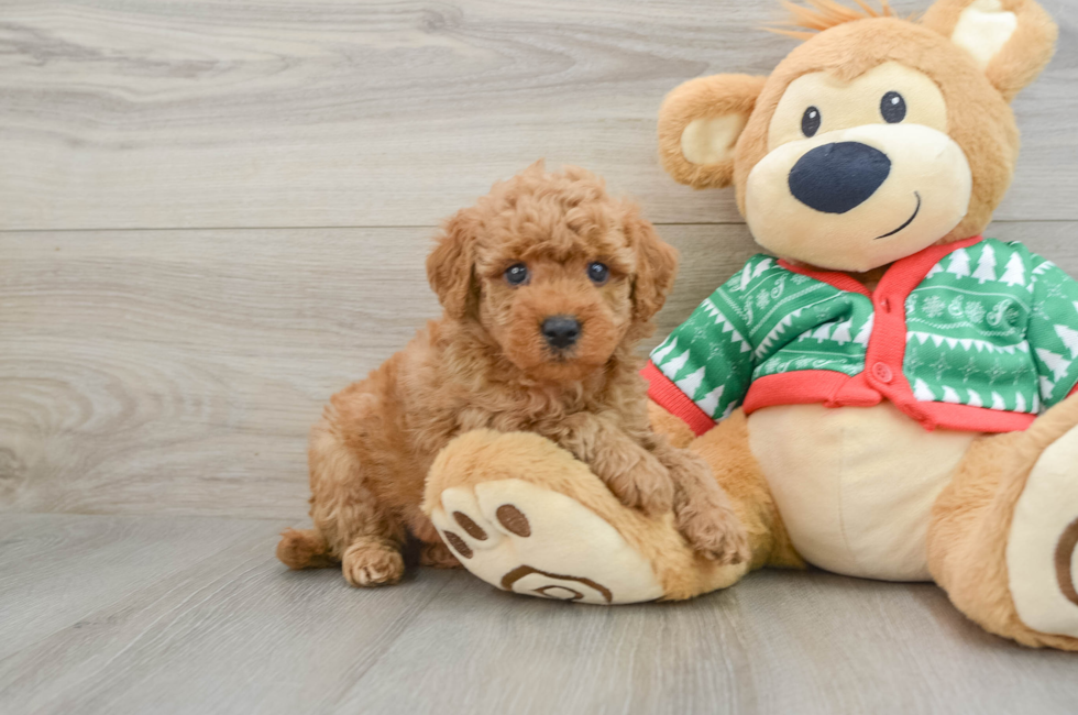 5 week old Mini Goldendoodle Puppy For Sale - Pilesgrove Pups