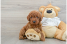 Popular Mini Goldendoodle Poodle Mix Pup