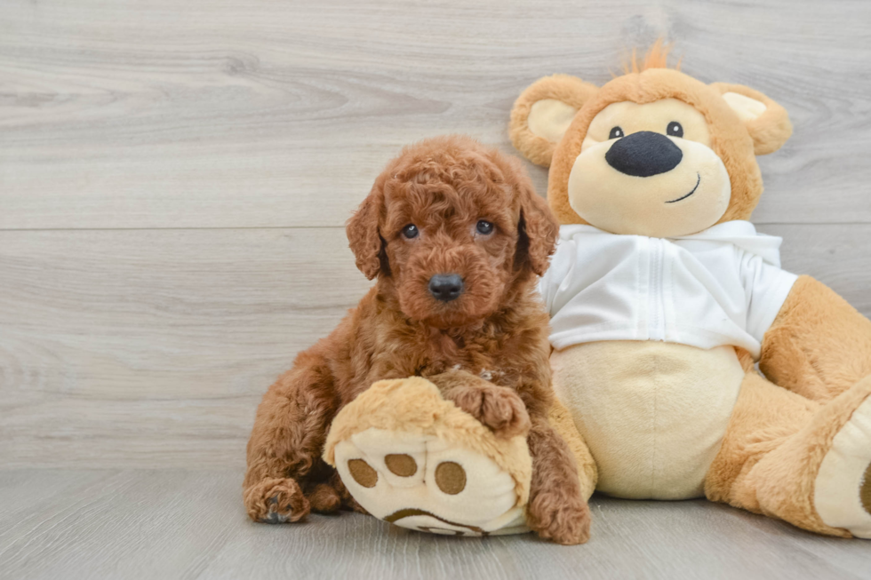 Popular Mini Goldendoodle Poodle Mix Pup