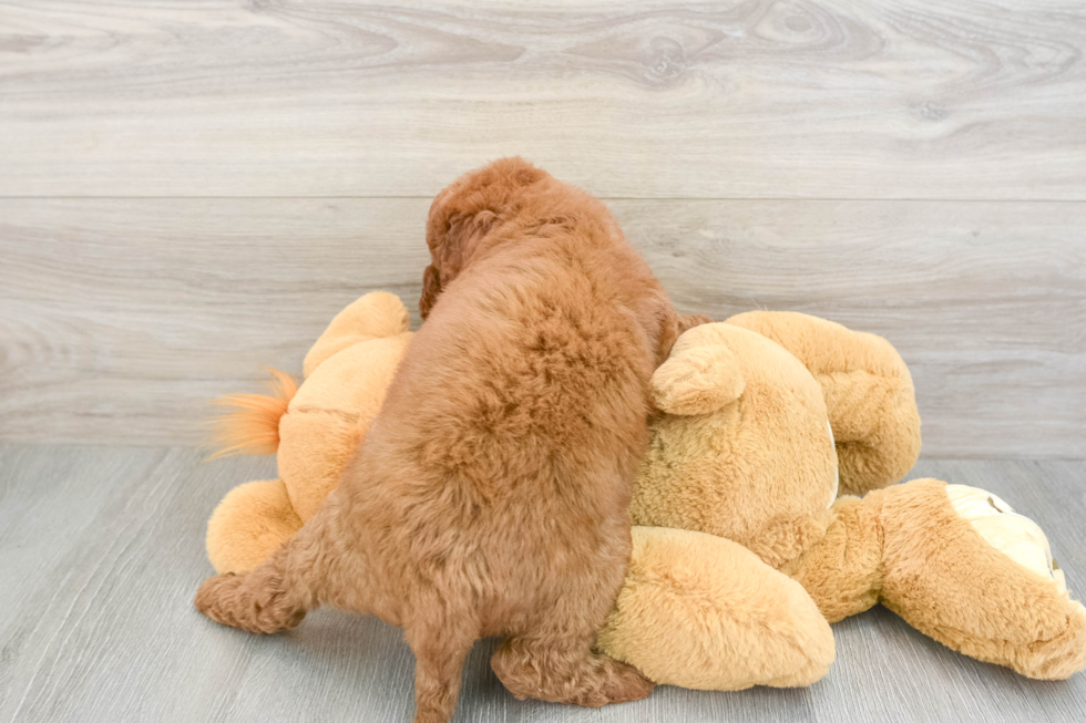 Best Mini Goldendoodle Baby