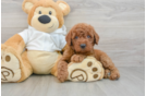 Mini Goldendoodle Pup Being Cute