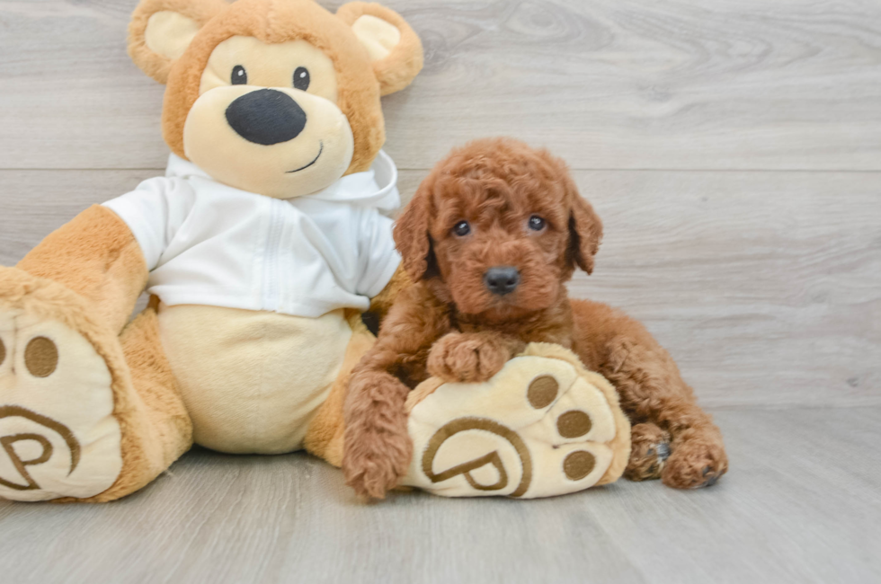 5 week old Mini Goldendoodle Puppy For Sale - Pilesgrove Pups