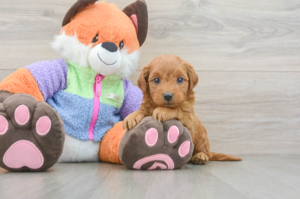5 week old Mini Goldendoodle Puppy For Sale - Pilesgrove Pups