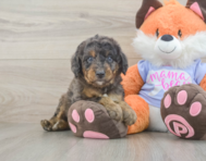 7 week old Mini Goldendoodle Puppy For Sale - Pilesgrove Pups