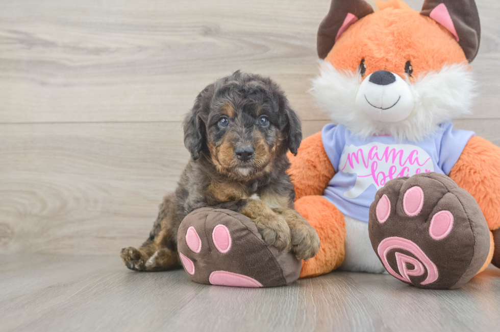 5 week old Mini Goldendoodle Puppy For Sale - Pilesgrove Pups