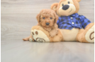 Smart Mini Goldendoodle Poodle Mix Pup