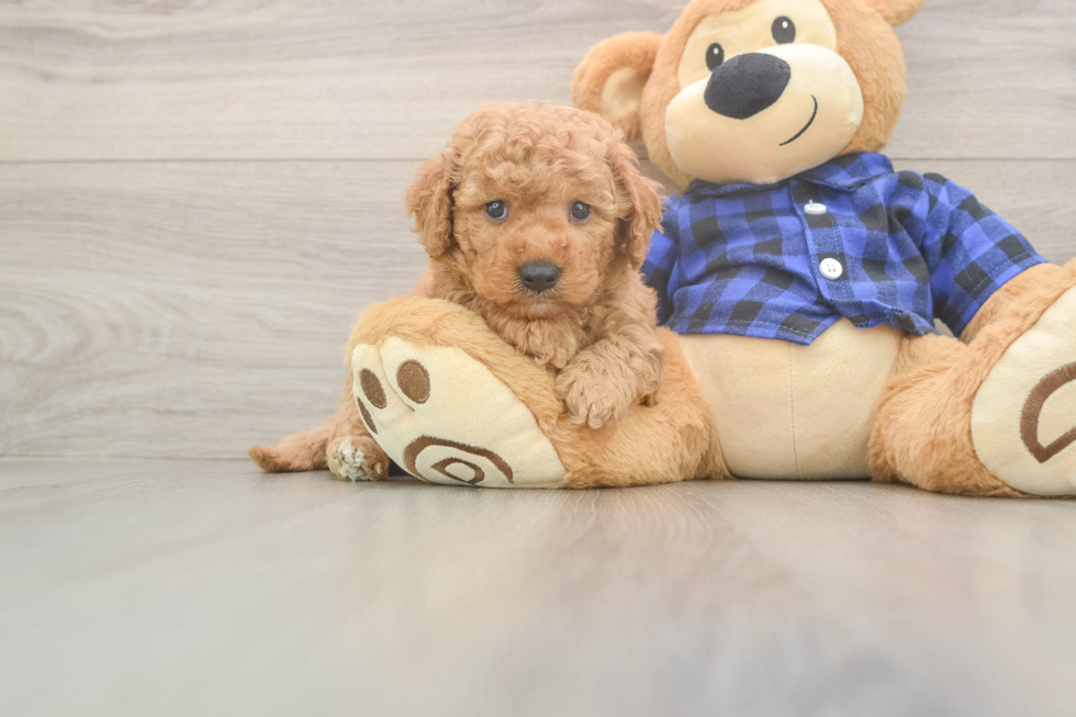 Smart Mini Goldendoodle Poodle Mix Pup