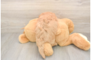 Adorable Golden Retriever Poodle Mix Poodle Mix Puppy