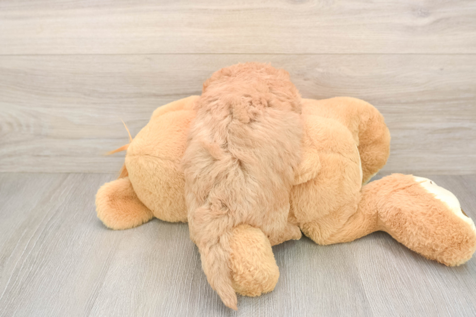 Adorable Golden Retriever Poodle Mix Poodle Mix Puppy