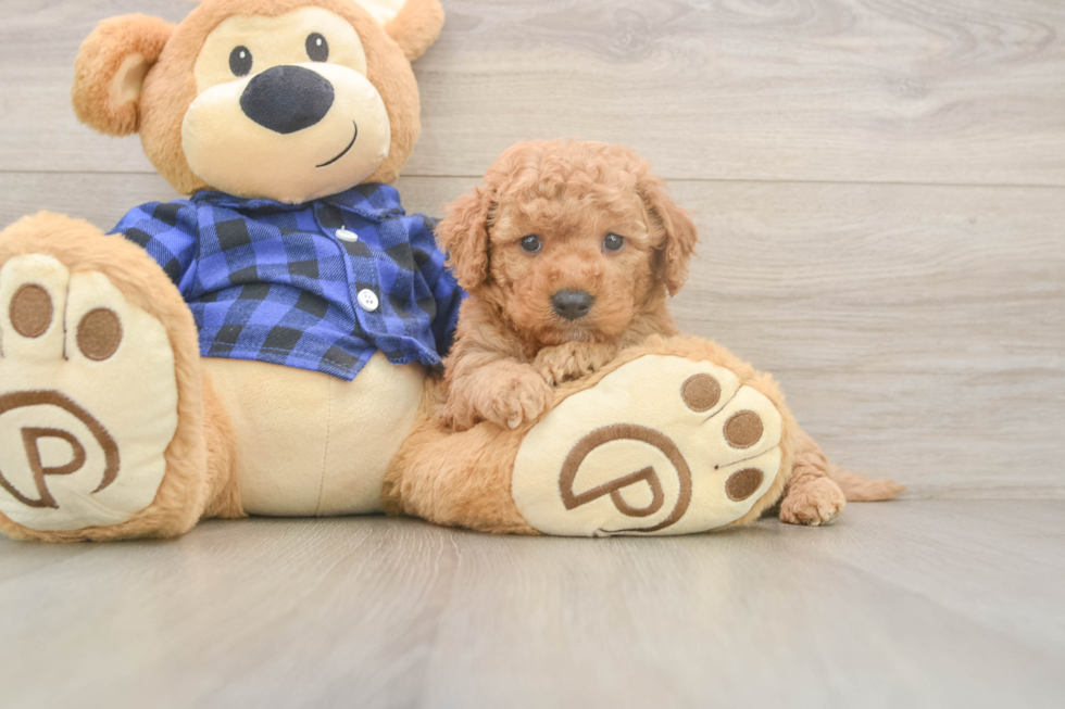 Popular Mini Goldendoodle Poodle Mix Pup
