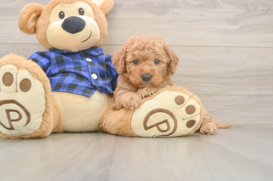Popular Mini Goldendoodle Poodle Mix Pup