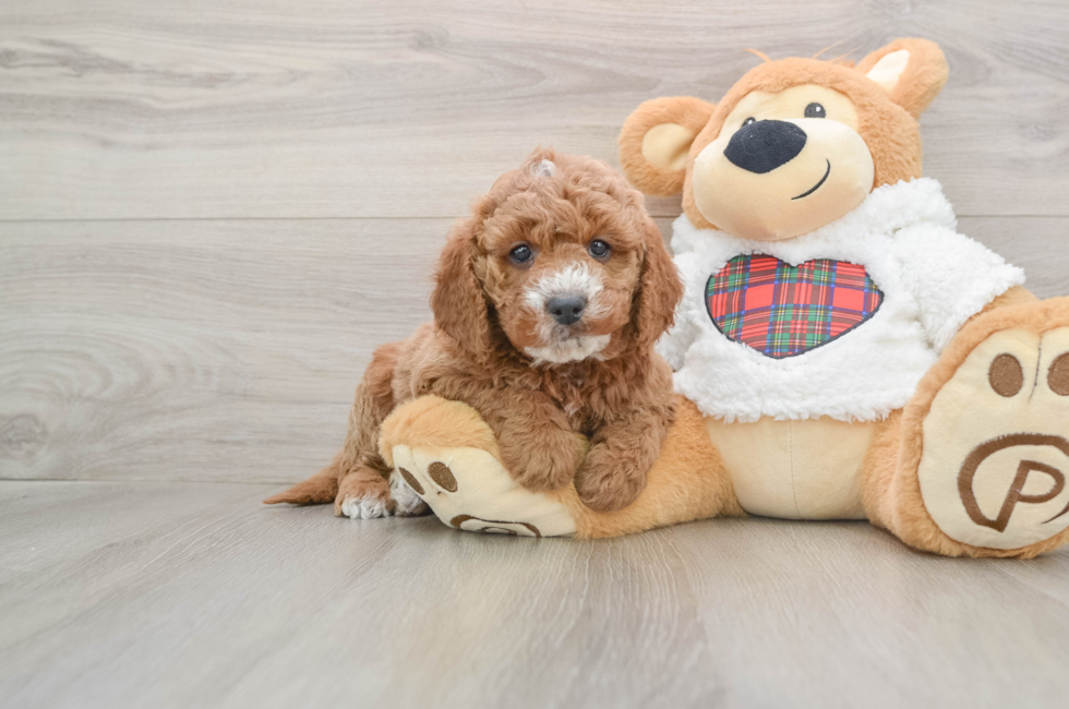 5 week old Mini Goldendoodle Puppy For Sale - Pilesgrove Pups