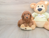 7 week old Mini Goldendoodle Puppy For Sale - Pilesgrove Pups