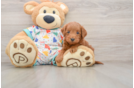 Small Mini Goldendoodle Baby