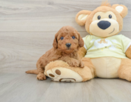 8 week old Mini Goldendoodle Puppy For Sale - Pilesgrove Pups