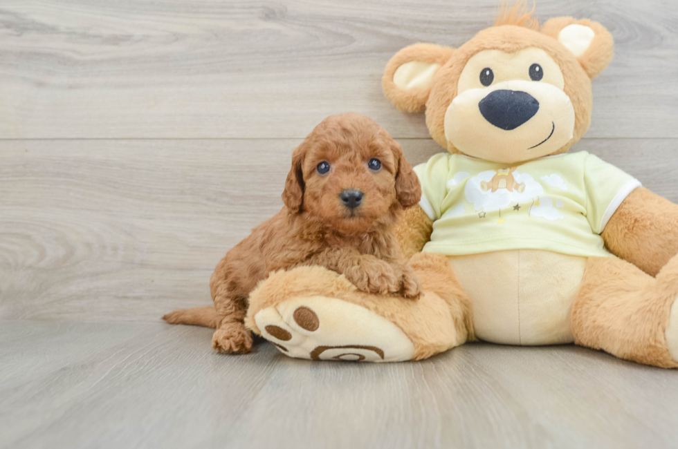 6 week old Mini Goldendoodle Puppy For Sale - Pilesgrove Pups