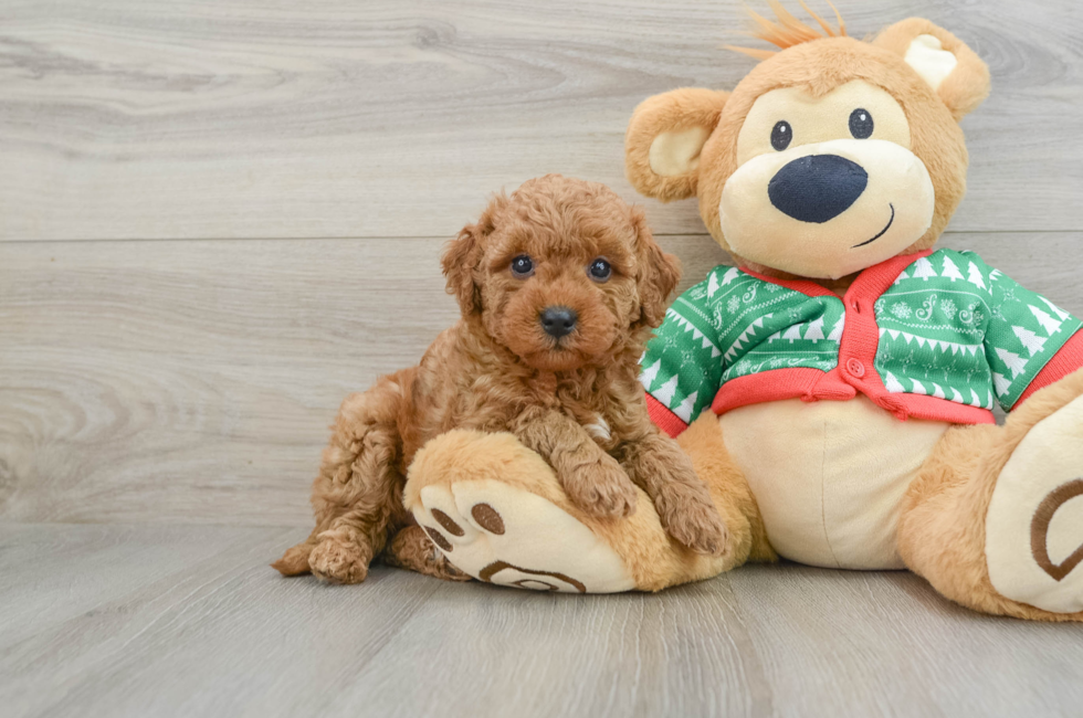 5 week old Mini Goldendoodle Puppy For Sale - Pilesgrove Pups