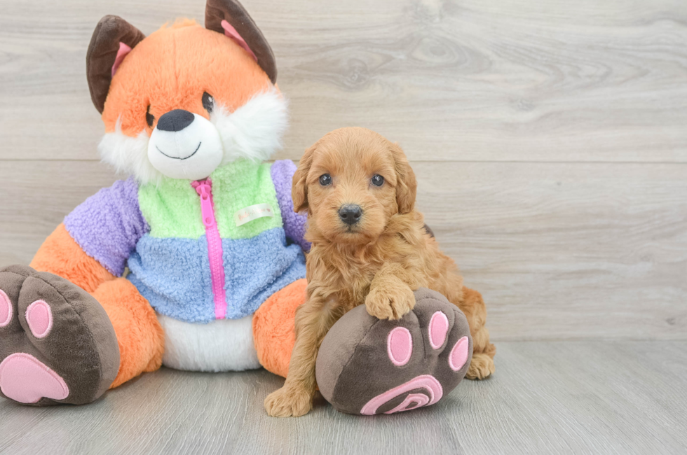 5 week old Mini Goldendoodle Puppy For Sale - Pilesgrove Pups