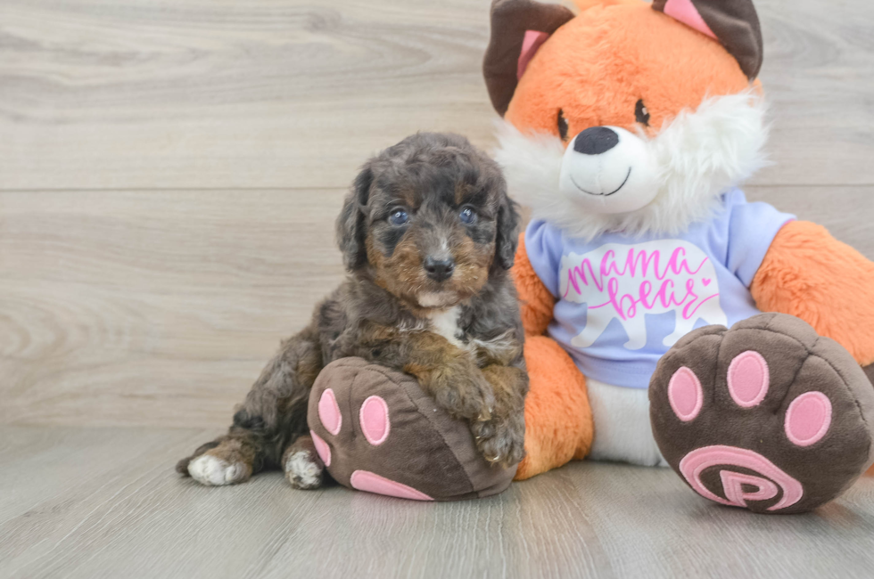 5 week old Mini Goldendoodle Puppy For Sale - Pilesgrove Pups