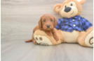 Popular Mini Goldendoodle Poodle Mix Pup