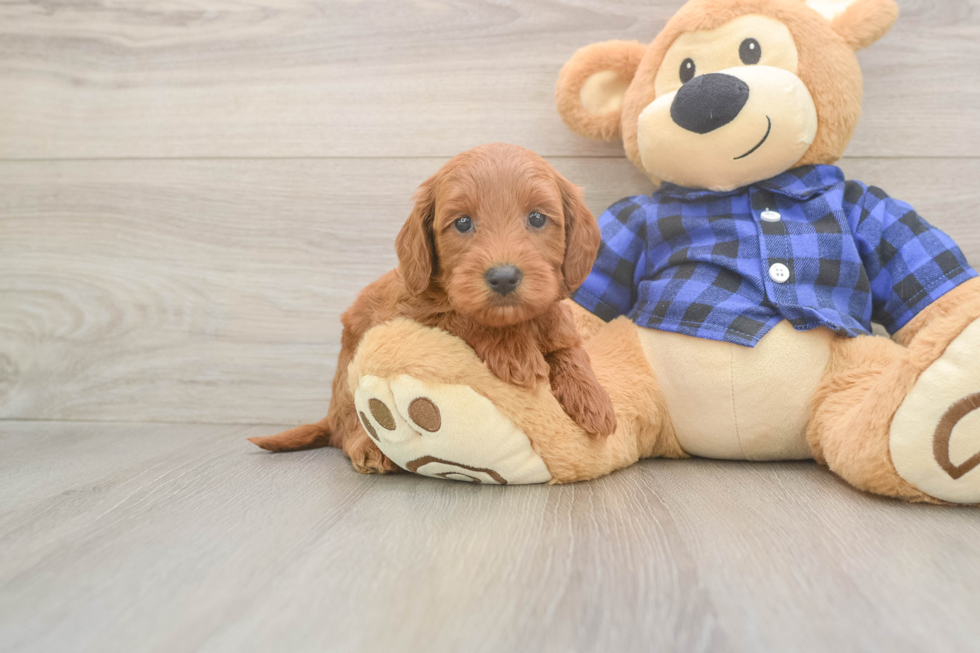 Popular Mini Goldendoodle Poodle Mix Pup
