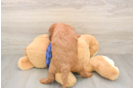 Smart Mini Goldendoodle Poodle Mix Pup