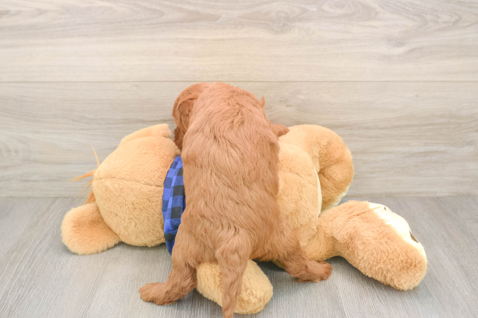 Smart Mini Goldendoodle Poodle Mix Pup
