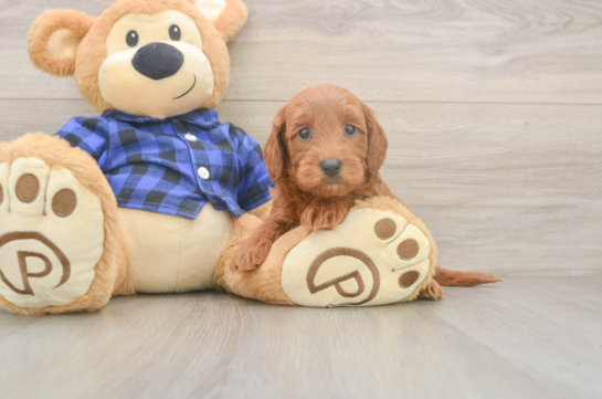 Best Mini Goldendoodle Baby