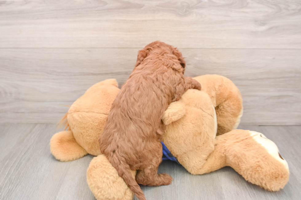 Popular Mini Goldendoodle Poodle Mix Pup