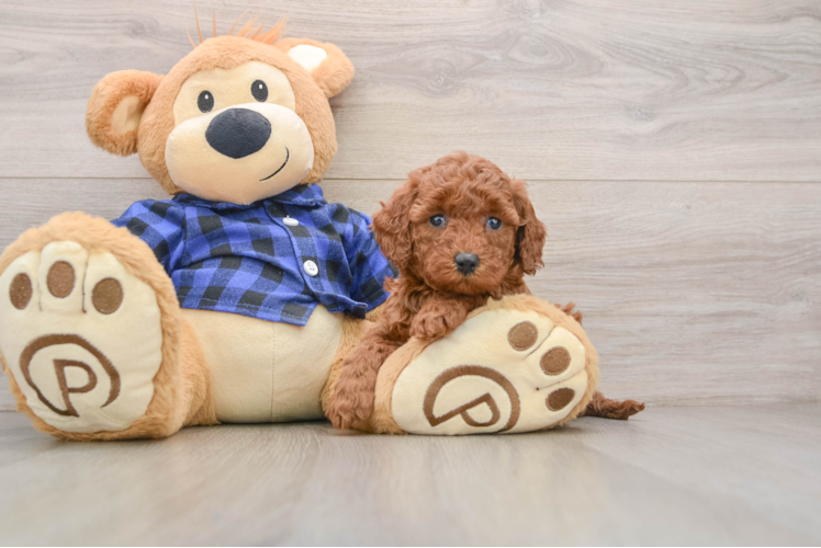 Mini Goldendoodle Puppy for Adoption